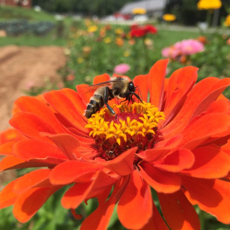 Pollinator Symposium